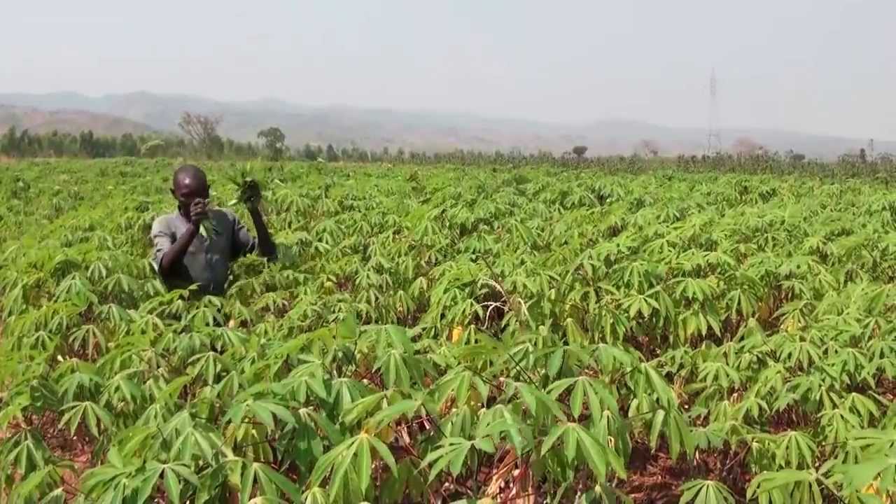 Cassava flour business plan