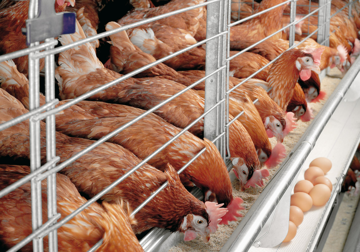 Is Egg Farming Business Profitable