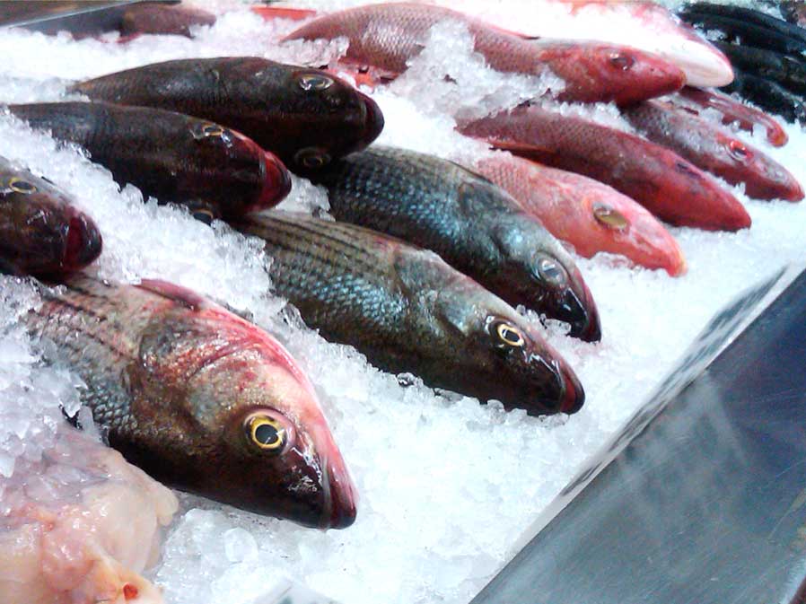 Fishery Business Opportunities in Nigeria