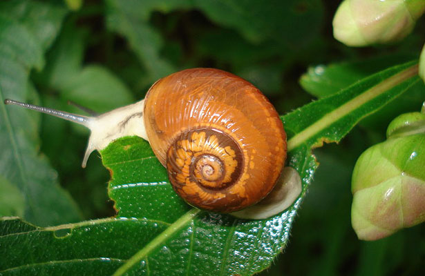 snail business plan