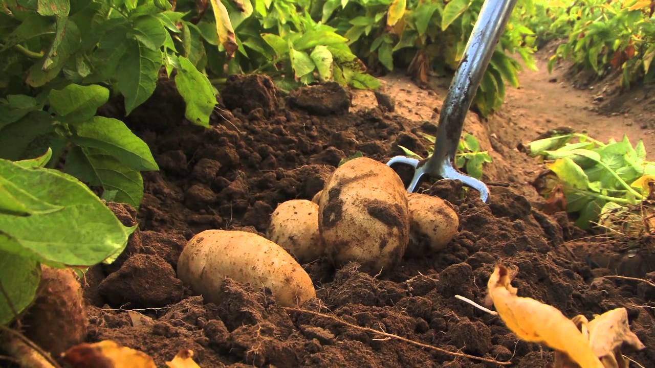 potato-farming-in-nigeria-or-africa-business-plan-the-complete-guide