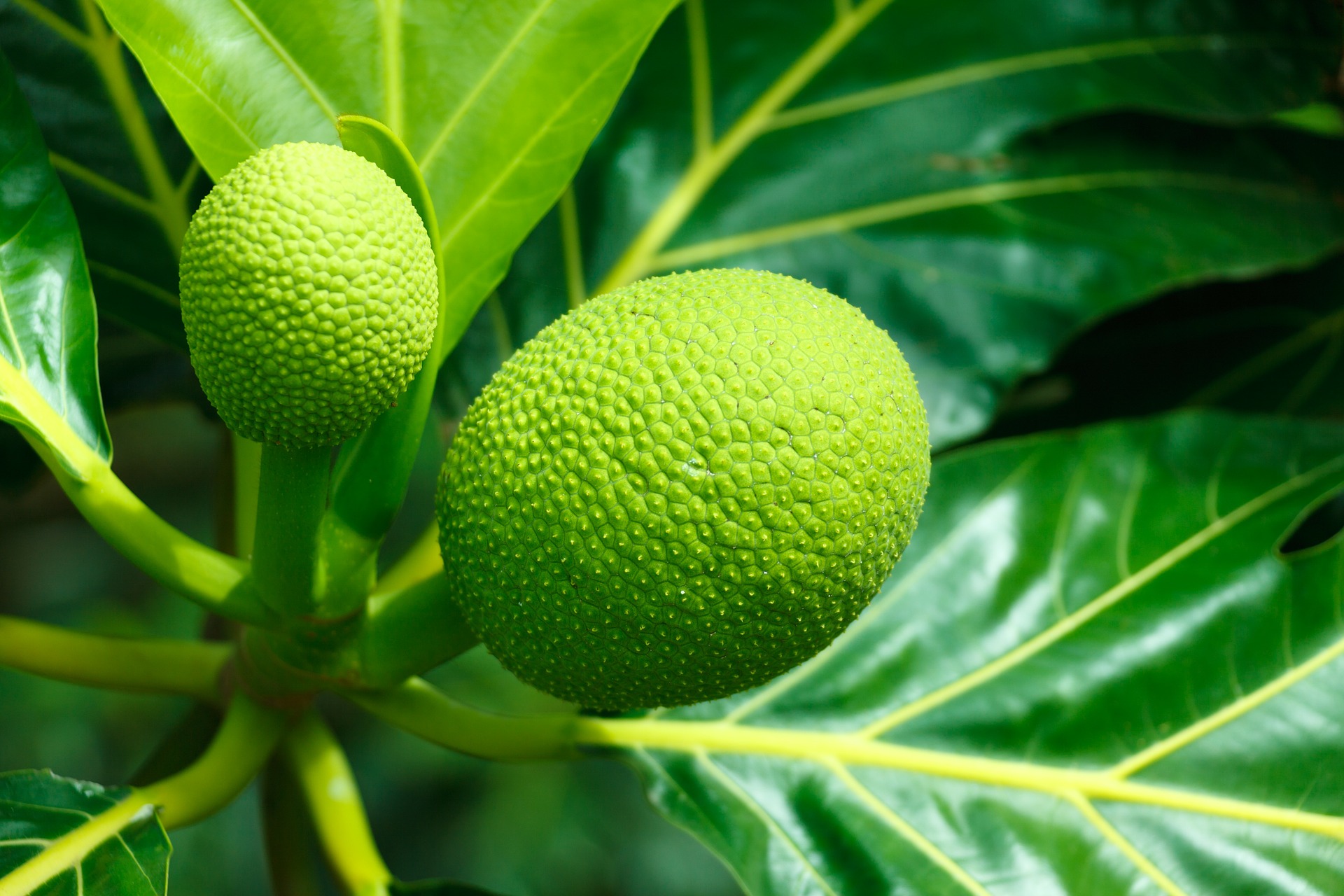 Breadfruit Farming In Nigeria And Africa: Business Plan + Guide (Ukwa) 