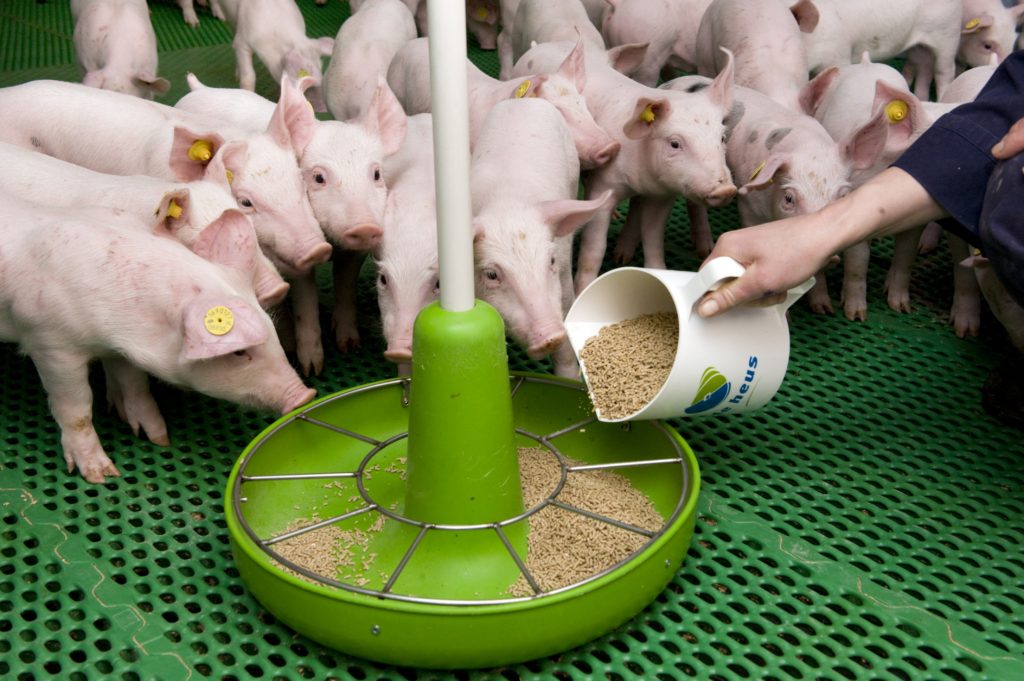 How Much Does It Cost To Feed A Pig Uk at William Commander blog