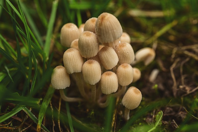 mushroom-farming-business-nigeria-africa-startuptipsdaily