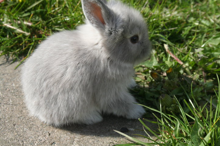 Маленький серый кролик. Серый кролик. Декоративный кролик серо белый. Кролики Карликовые бело серые.