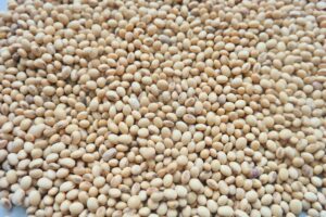 How To Start A Lucrative SoyBeans Farming Business In Nigeria: The Complete Guide